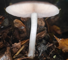 Pluteus cervinus