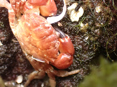 Lophopanopeus bellus