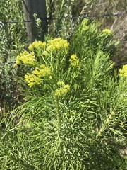 Hymenolepis crithmifolia