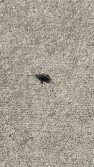 Gryllus pennsylvanicus