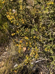 Aspalathus retroflexa