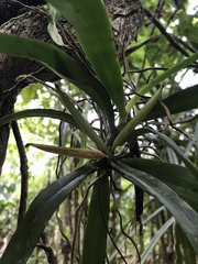 Tuberolabium guamense