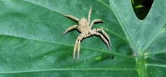 Heteropoda pingtungensis