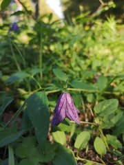Clematis viticella