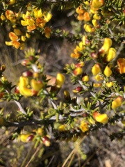 Aspalathus retroflexa