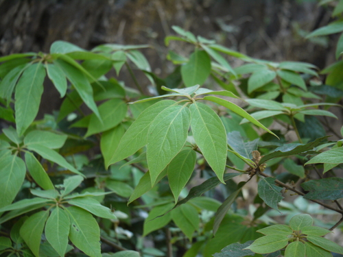Pisatree (Actinodaphne angustifolia)