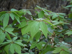 Actinodaphne angustifolia