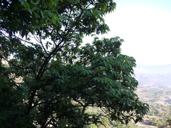 Actinodaphne angustifolia