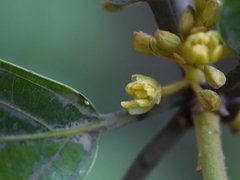 Actinodaphne angustifolia