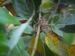 Actinodaphne angustifolia