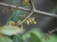 Actinodaphne angustifolia