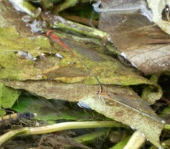 Pseudagrion pilidorsum