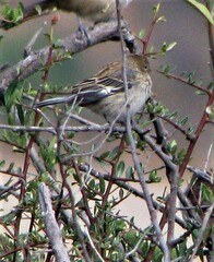 Catamenia
