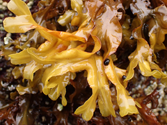 Fucus distichus