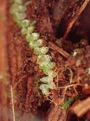 Calypogeia