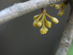 Actinodaphne angustifolia