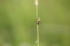 Chauliognathus nigrocinctus
