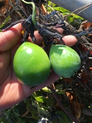 Passiflora loefgrenii