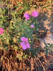 Geranium viscosissimum