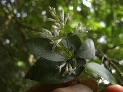 Ligustrum pricei