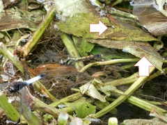 Pseudagrion pilidorsum