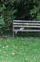 Sciurus carolinensis