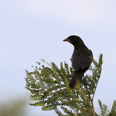 Bubalornis niger niger