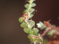 Calypogeia