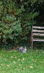 Sciurus carolinensis