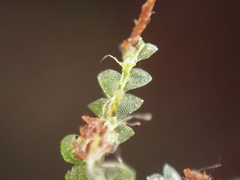 Calypogeia