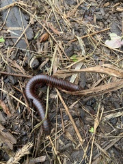 Narceus annularis