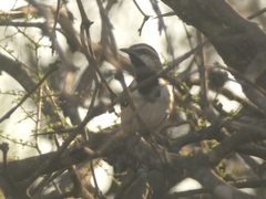 Myrmorchilus strigilatus