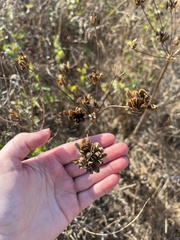 Lomatium nudicaule
