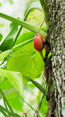 Syngonium podophyllum