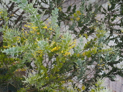 Acacia podalyriifolia