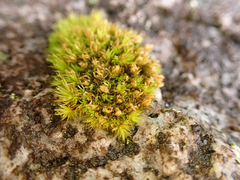 Schistidium maritimum
