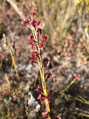 Struthiola macowanii