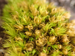 Schistidium maritimum