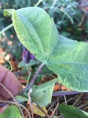 Passiflora loefgrenii