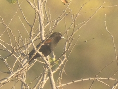 Icterus pyrrhopterus