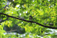 Vireo