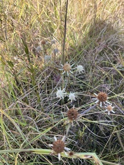 Eryngium integrifolium