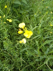 Diplotaxis tenuifolia