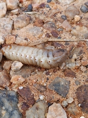 Cotinis nitida