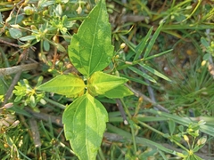 Nyctanthes arbor-tristis