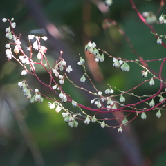 Fallopia cilinodis