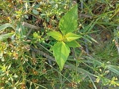 Nyctanthes arbor-tristis