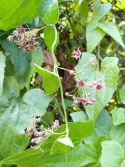 Vincetoxicum hirsutum