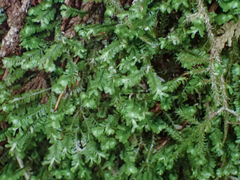 Macrodiplophyllum rubrum