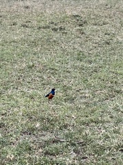 Lamprotornis superbus